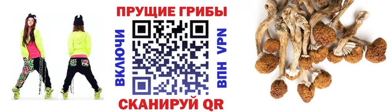 Галлюциногенные грибы Psilocybine cubensis  Белозерск 